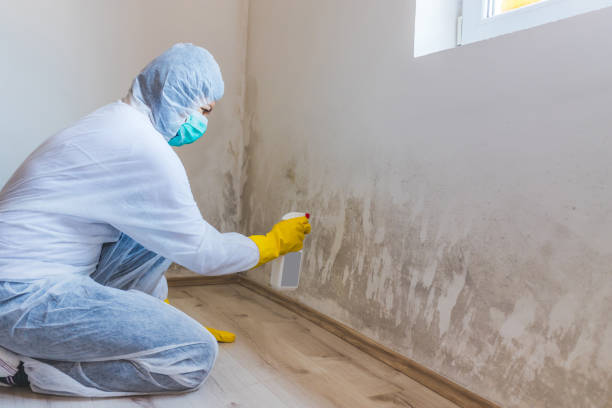 Licensed Mold Remediation service in Vauxhall, NJ - WQB Mold Removal